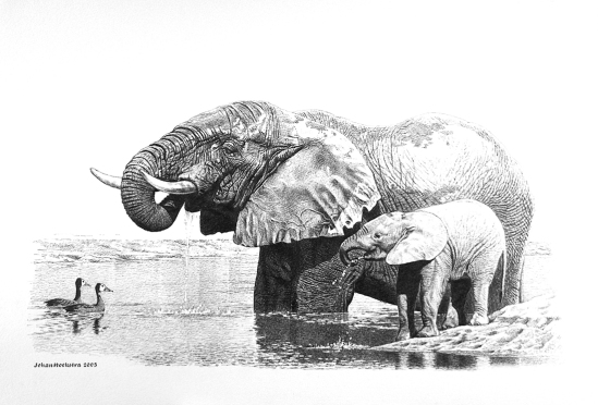 Elephant and Calf Drinking - Pencils 2003 Johan Hoekstra Wildlife Art (A3 Signed Print Available)