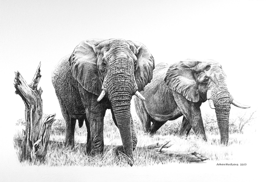 Savannah Male Elephants pencils - 2005 Johan Hoekstra Wildlife Art